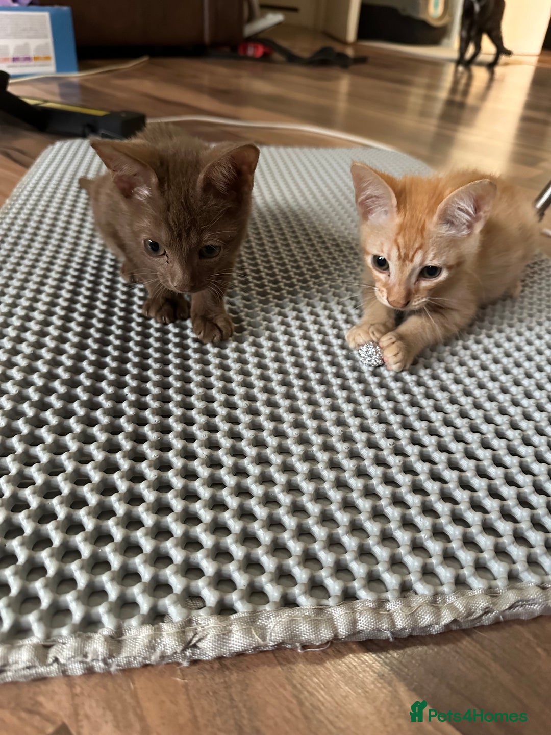 Mixed Breed cats for sale: Amazing Half Bengals !!! - Advert 13