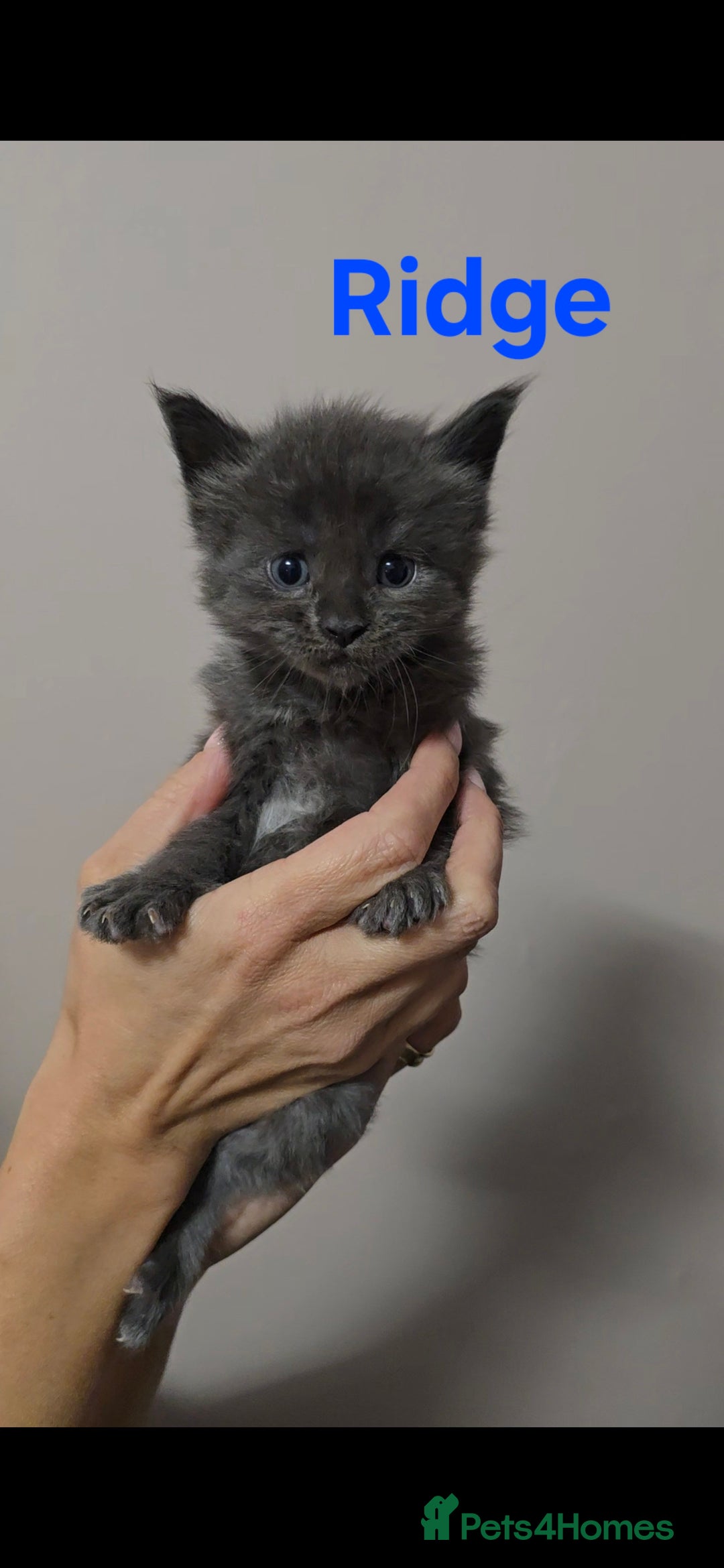 Maine Coon cats for sale: GCCF Maine Coon Kittens  - Advert 5