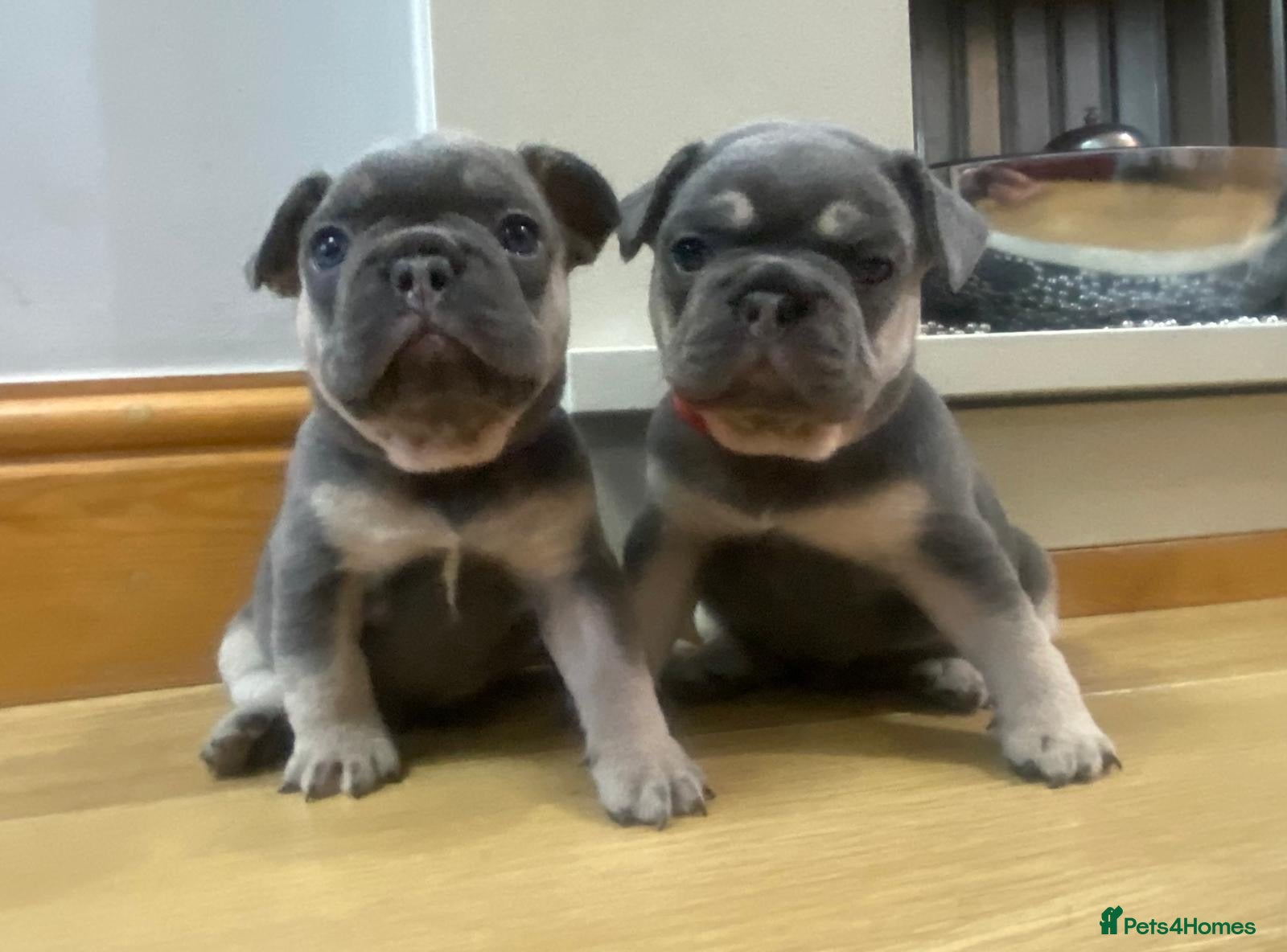 French Bulldog dogs French Bulldog Blue and Tan Puppies - Advert 8