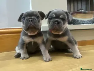 French Bulldog dogs French Bulldog Blue and Tan Puppies - Advert 8