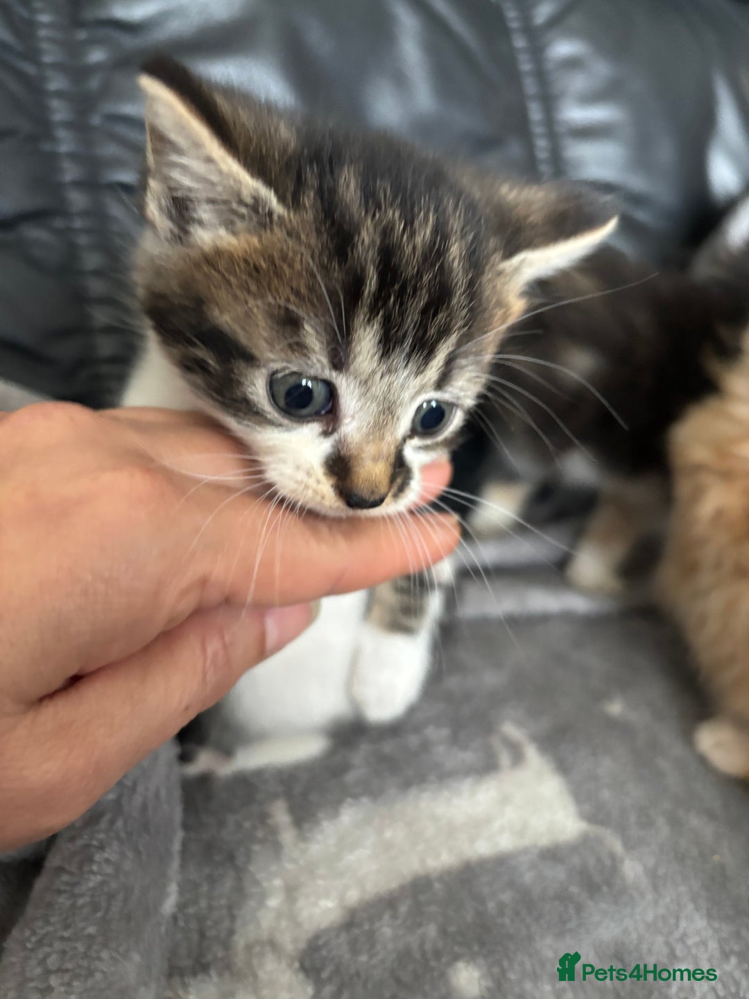Mixed Breed cats for sale: sweet, cute kitten (Bsh X persian)  - Image 14