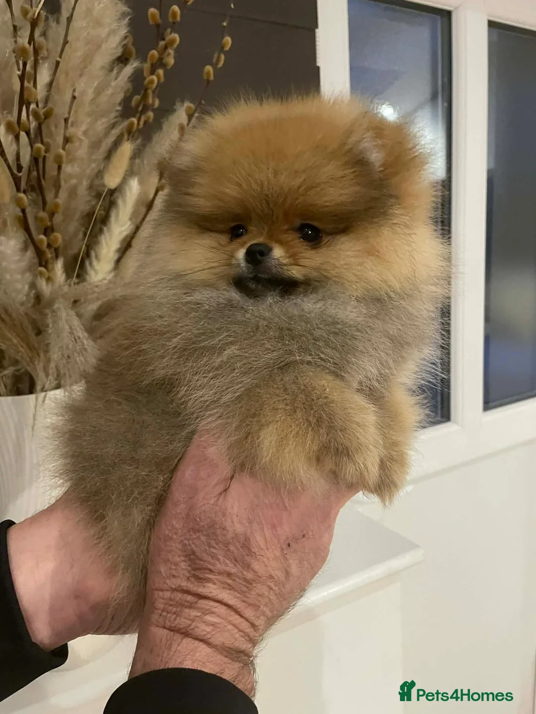 Pomeranian dogs for sale: KC Registered Pomeranian  in Brentwood - Advert 2