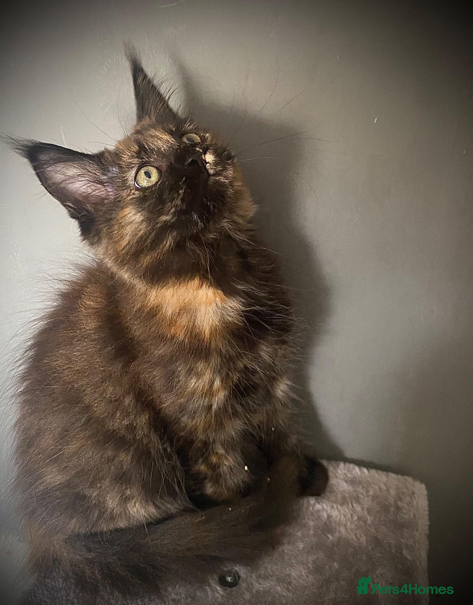 Maine Coon cats TICA  Registered Pedigree Maine Coon kitten  - Advert 1