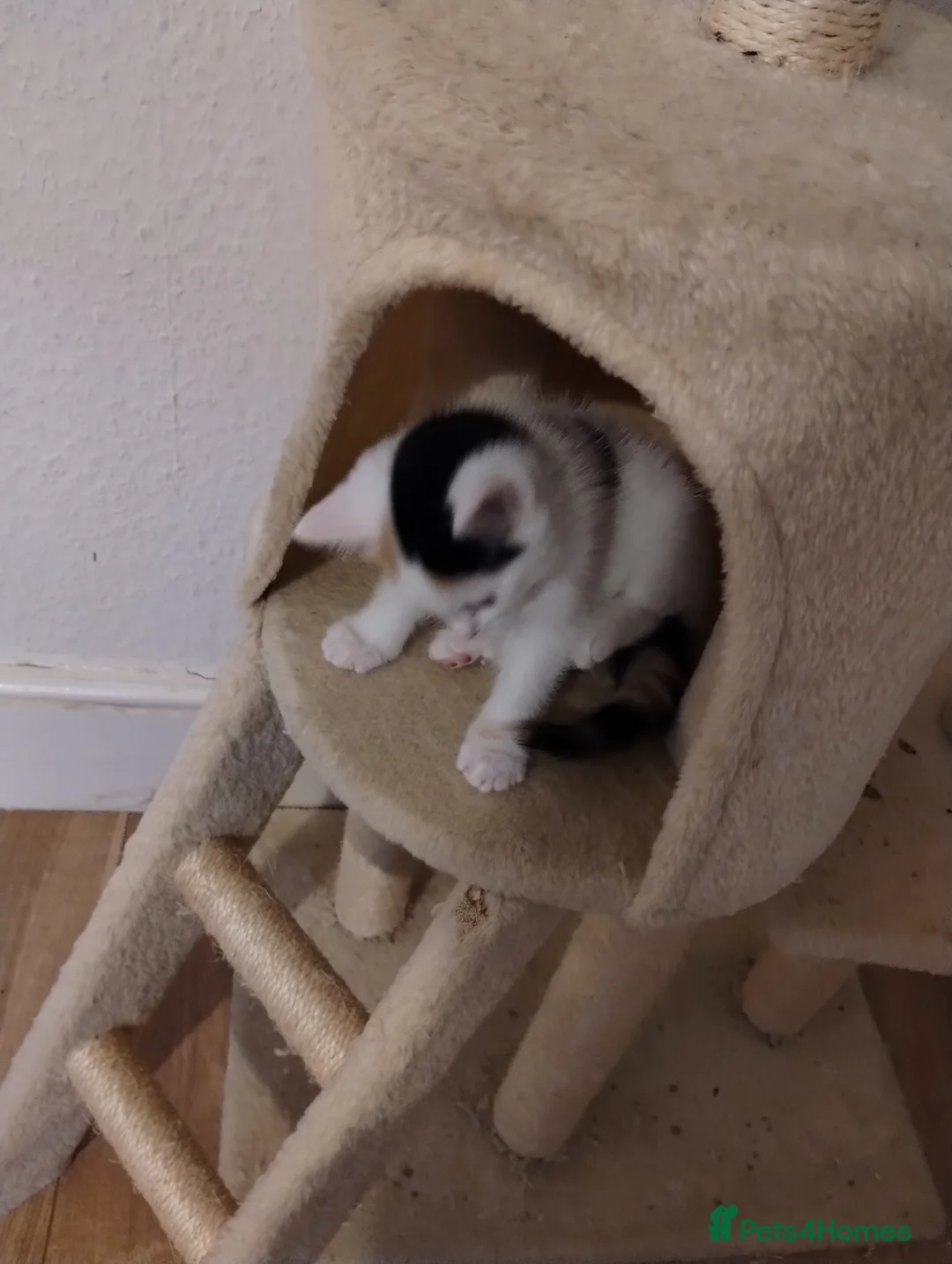 Mixed Breed cats for sale: Kittens with unusual markings  in Leicester - Advert 2
