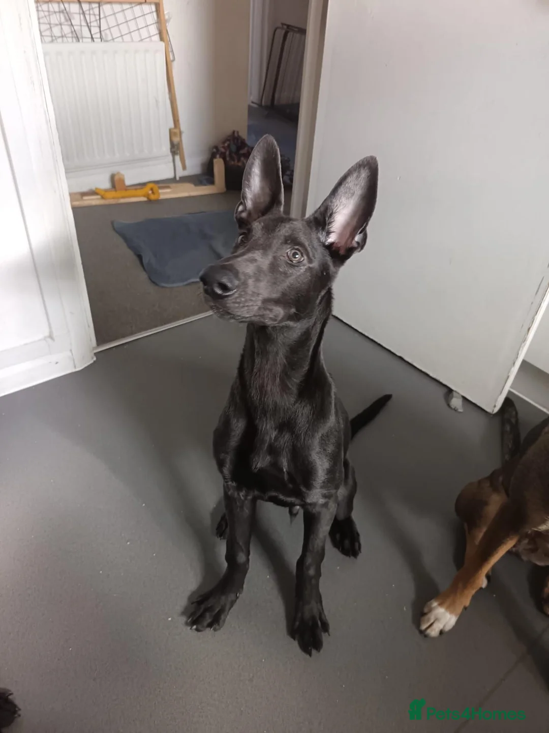 Belgian Shepherd Dog dogs for sale: Shadow  in London - Advert 1