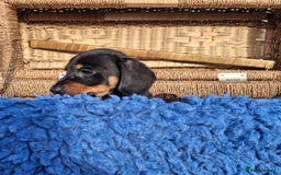 Dachshund dogs for sale: Minature Dachshund puppy,s - Image 8