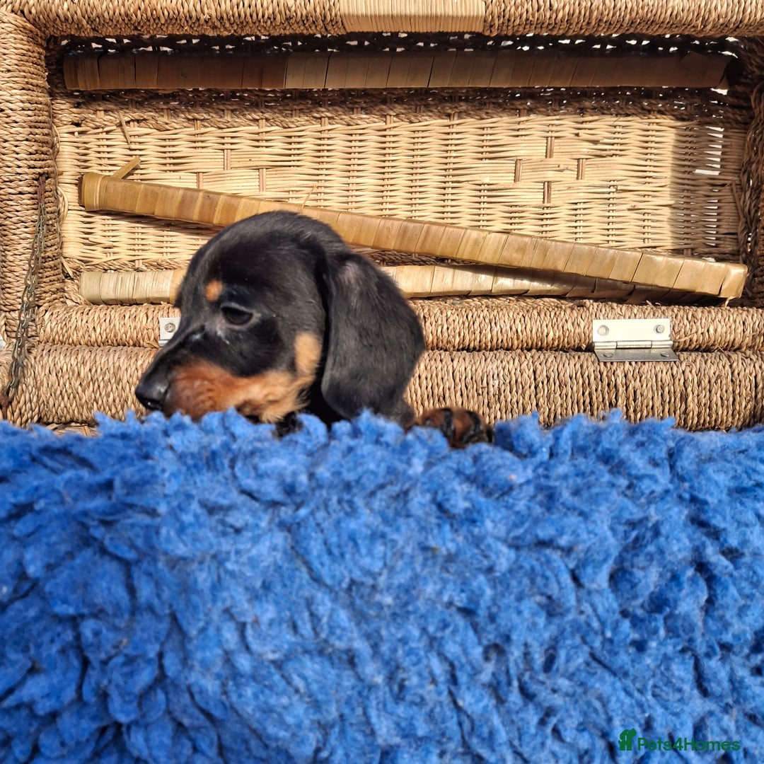 Dachshund dogs for sale: Minature Dachshund puppy,s - Image 8