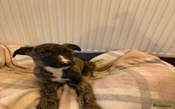 Lurcher dogs for sale: Lurcher puppies - Advert 5
