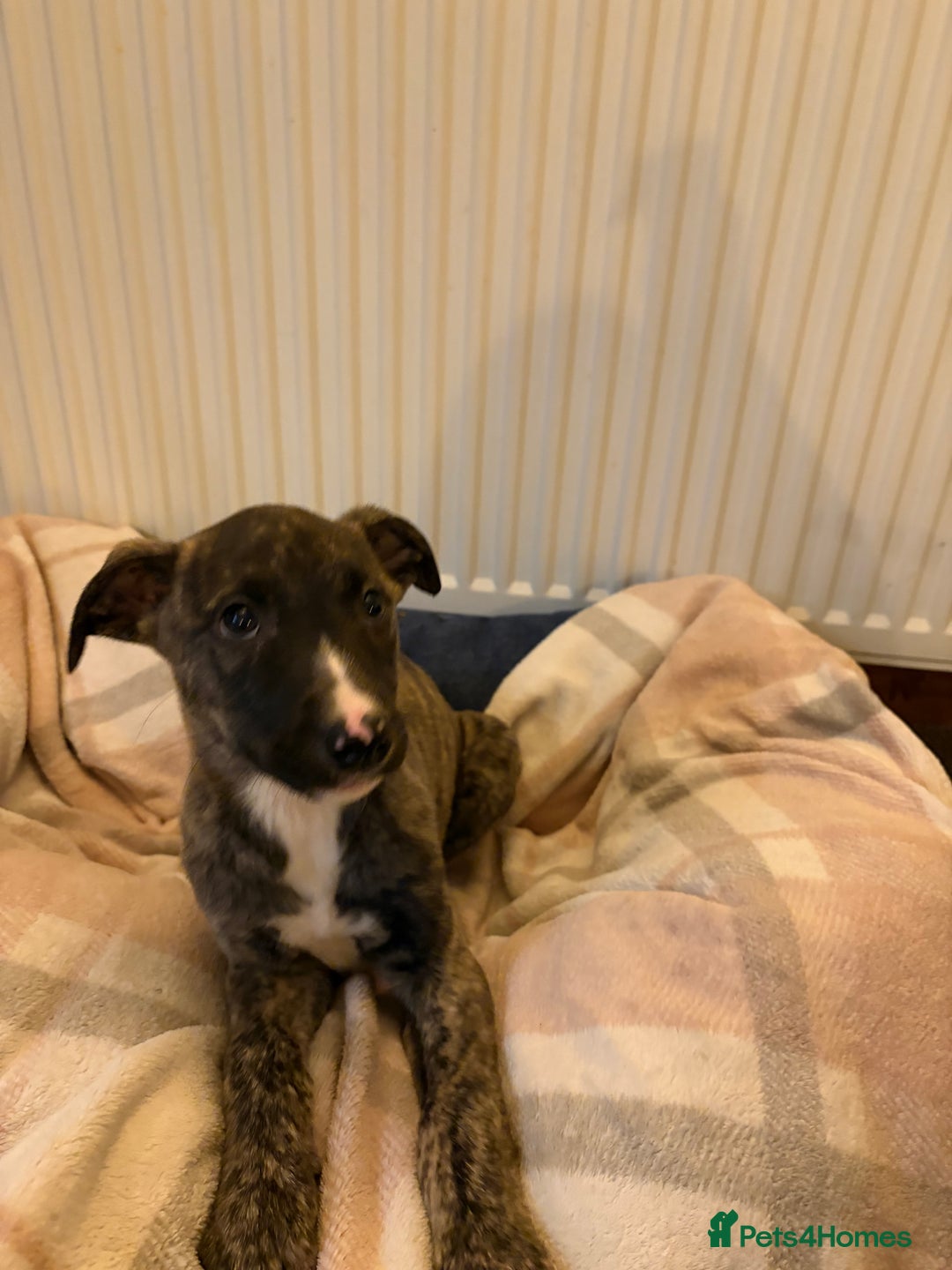 Lurcher dogs for sale: Lurcher puppies - Advert 5