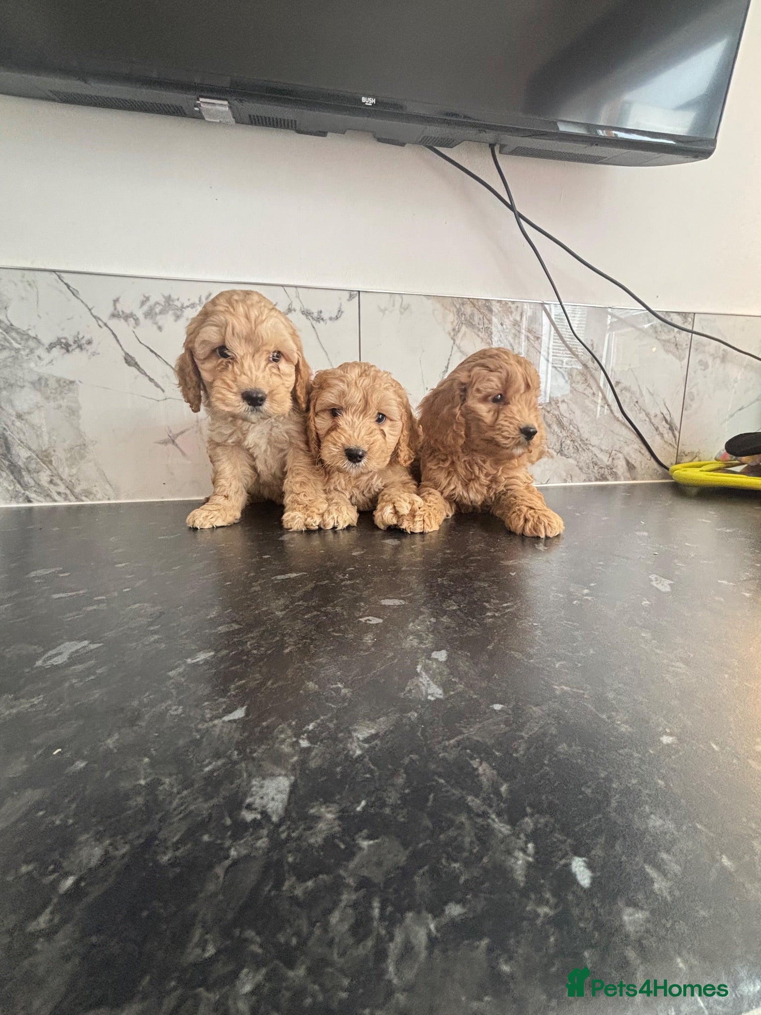 Cavapoo dogs Toy poodle x cavalier puppies (Cavapoo) - Advert 12