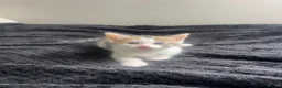 Mixed Breed cats for sale: Mixed breed kittens for sale - Advert 8