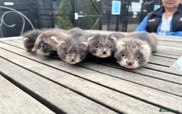 Ferret rodents for sale: Angora Polecat Kits - Image 1