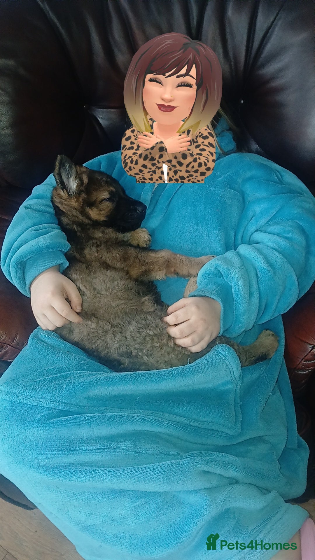 German Shepherd dogs 💥 2 beautiful male German shepherd's 💥 - Advert 13