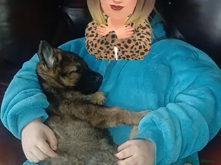 German Shepherd dogs 💥 2 beautiful male German shepherd's 💥 - Advert 13