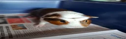 Guinea Pig rodents for sale: Mixed Breed Male Guinea Pig - Advert 4