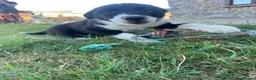 Border Collie dogs for sale: 3 Border Sheep dog Pups for Sale in Llandrindod Wells - Advert 4