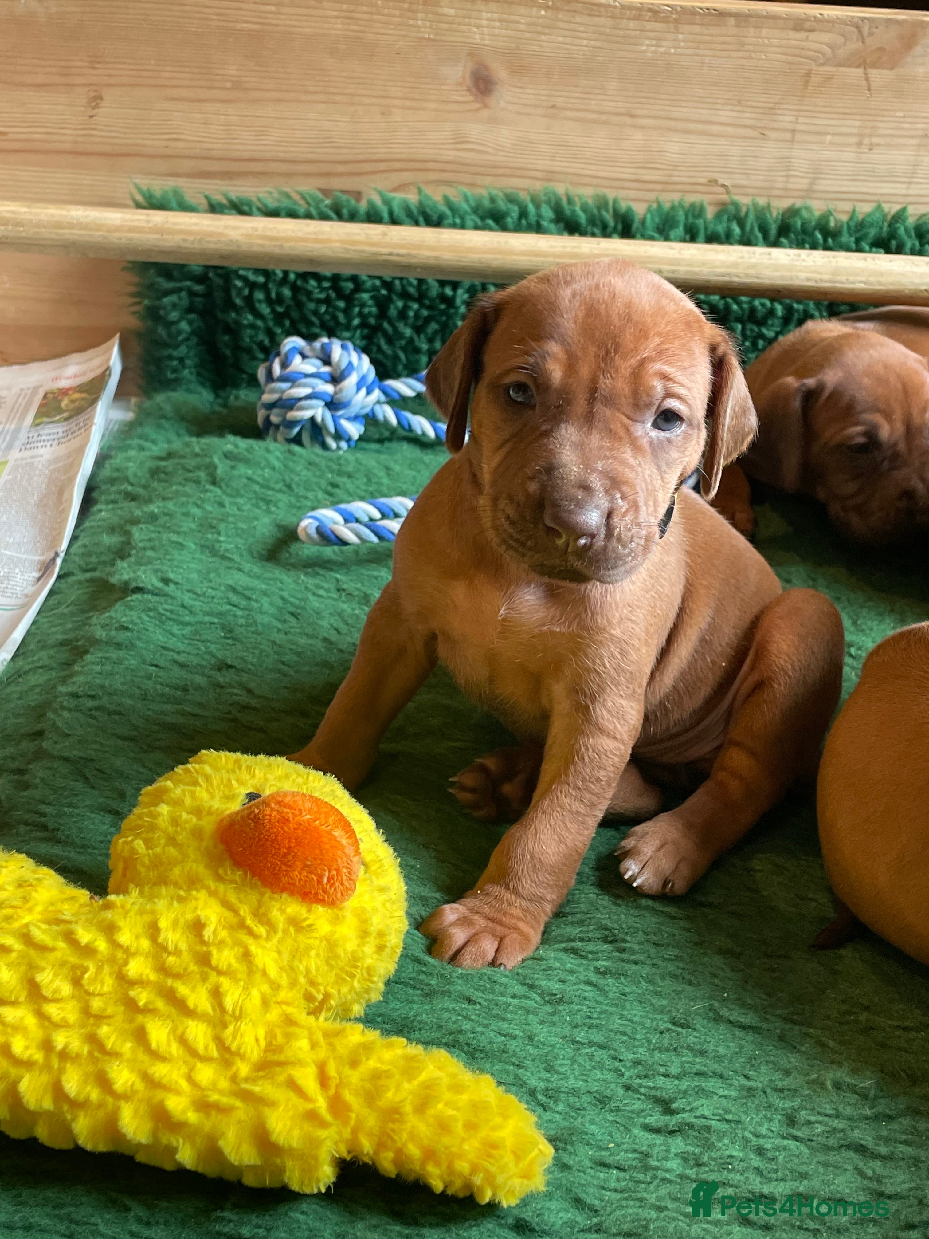 Rhodesian Ridgeback dogs Beautiful Rhodesian Ridgeback Bitch Puppy  - Advert 1