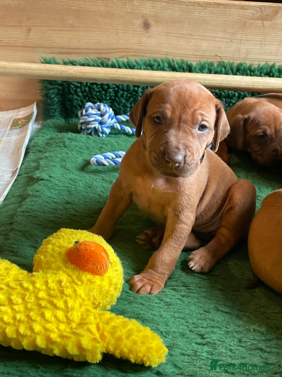 Rhodesian Ridgeback dogs for sale: Beautiful Rhodesian Ridgeback Bitch Puppy  - Advert 1