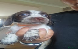 Sprocker dogs for sale: Beautiful litter of sprocker puppies - Image 38