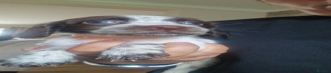 Sprocker Puppy 8