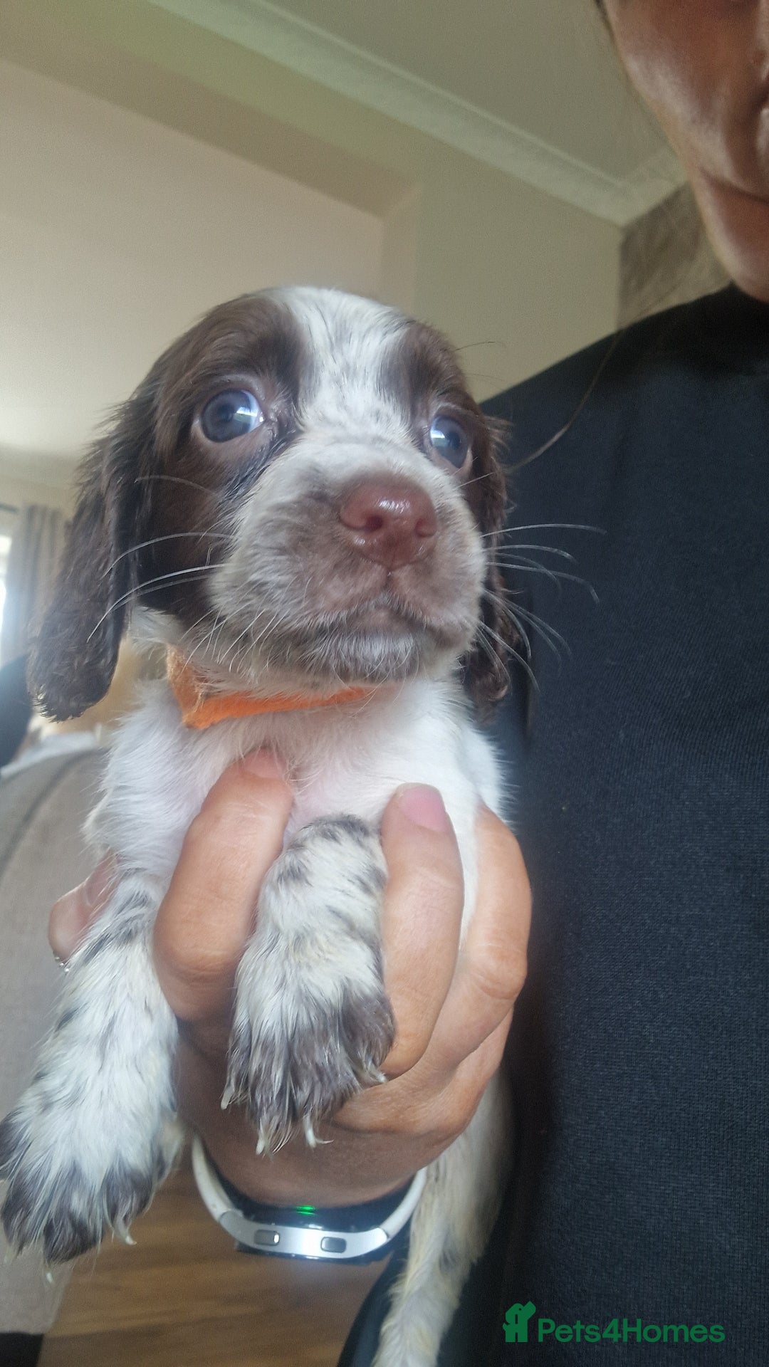 Sprocker dogs for sale: Beautiful litter of sprocker puppies - Image 38