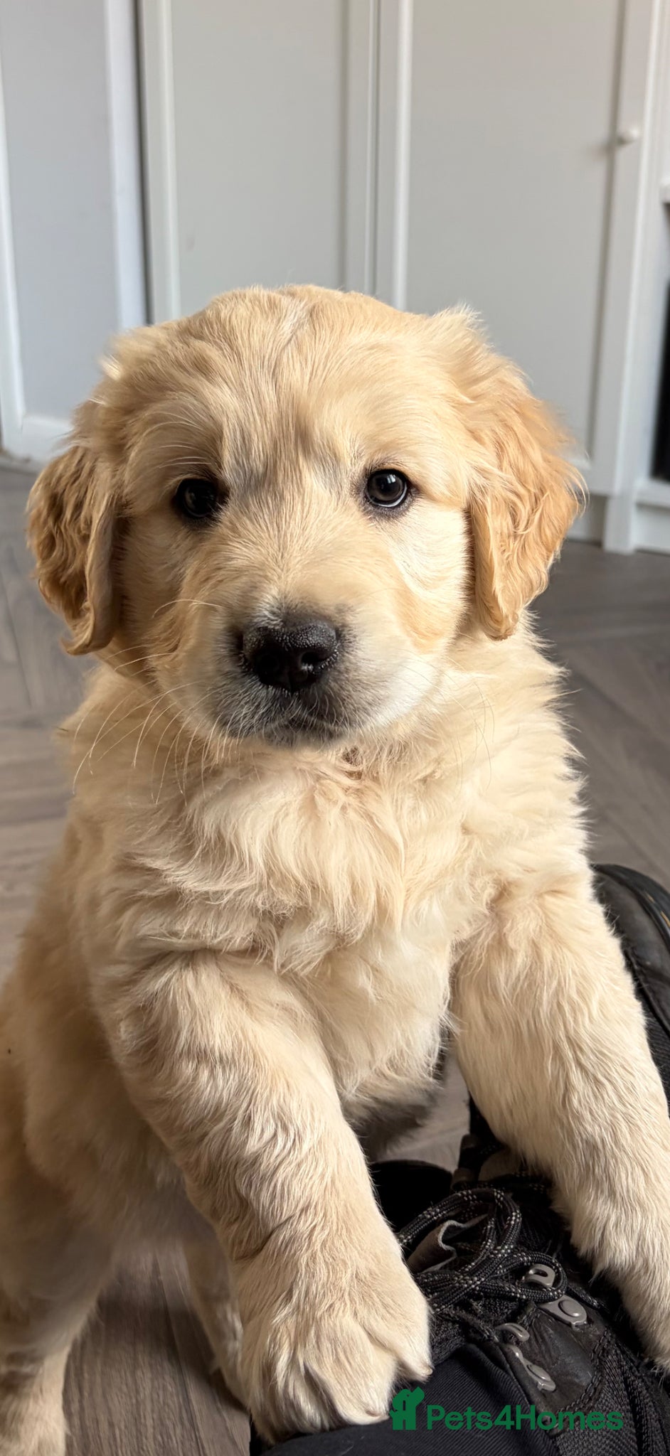 Golden Retriever dogs 1 beautiful male golden retriever - Advert 8