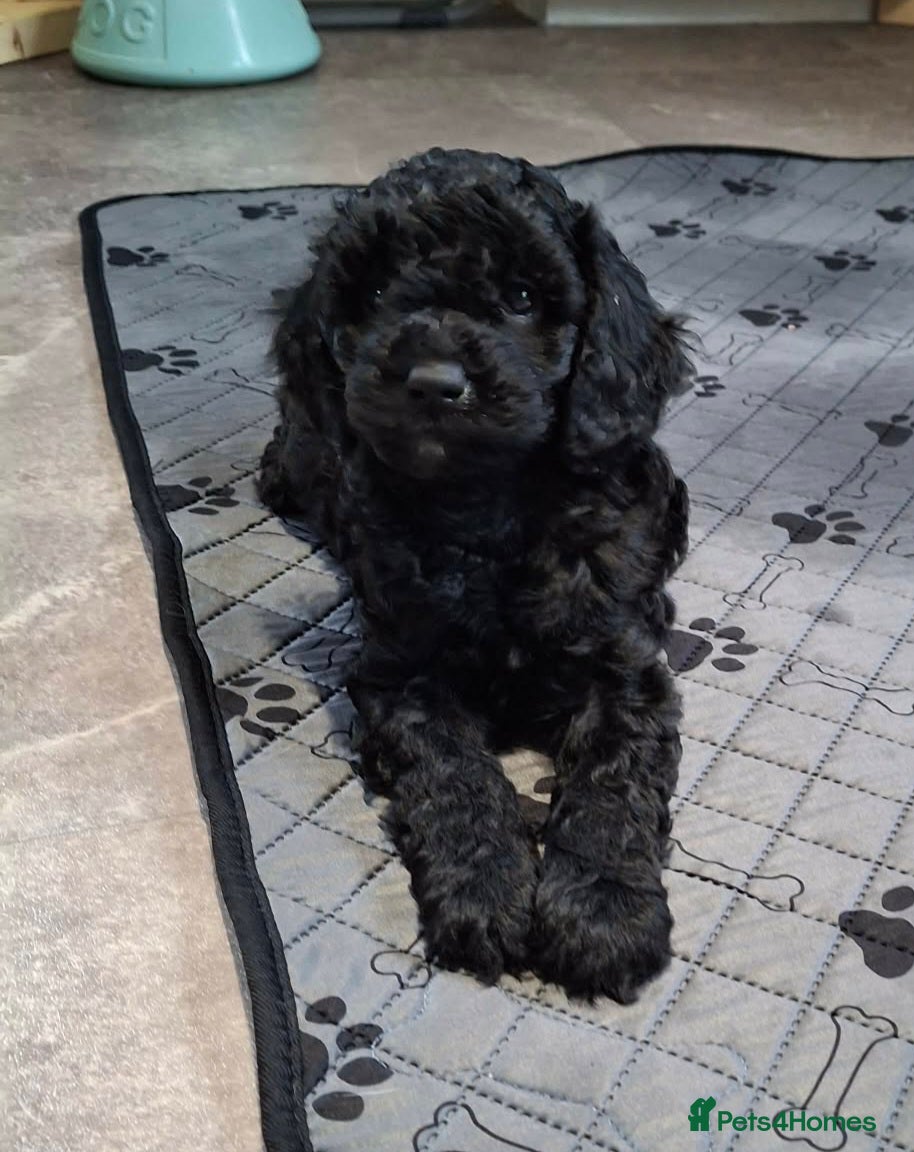 Cavapoo dogs Cavapoo puppies extensive health tested - Advert 11