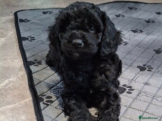 Cavapoo dogs Cavapoo puppies extensive health tested - Advert 11