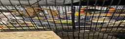 Cockatiels birds for sale: Cockatiels  - Advert 10