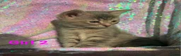 Persian cats for sale: Persian mix kittens  - Advert 9