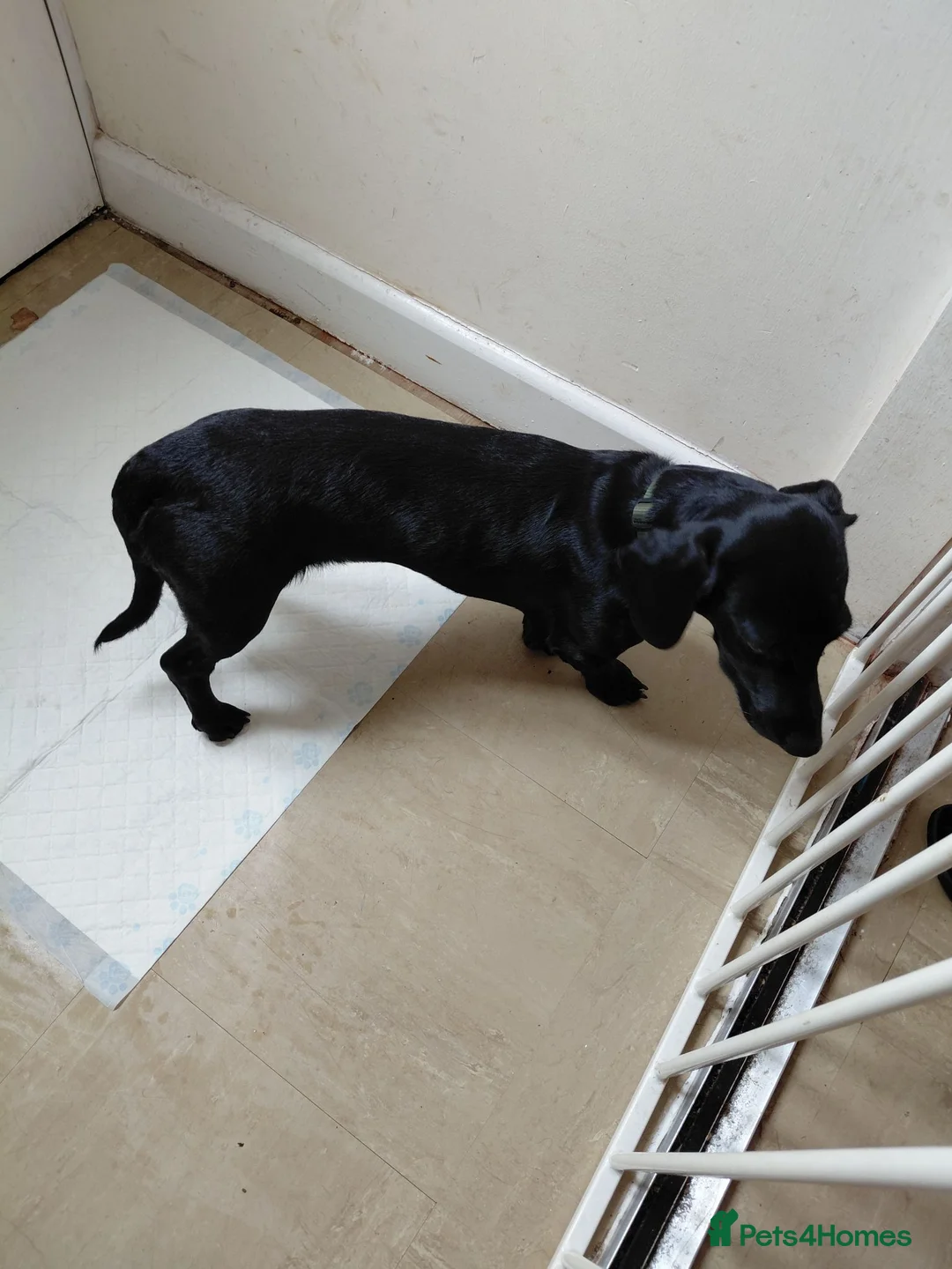 Doxiepoo dogs for sale: 6 month old pup - Advert 2
