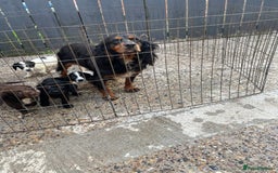 Cocker Spaniel dogs for sale: Cocker spaniel puppies🤩 - Image 12