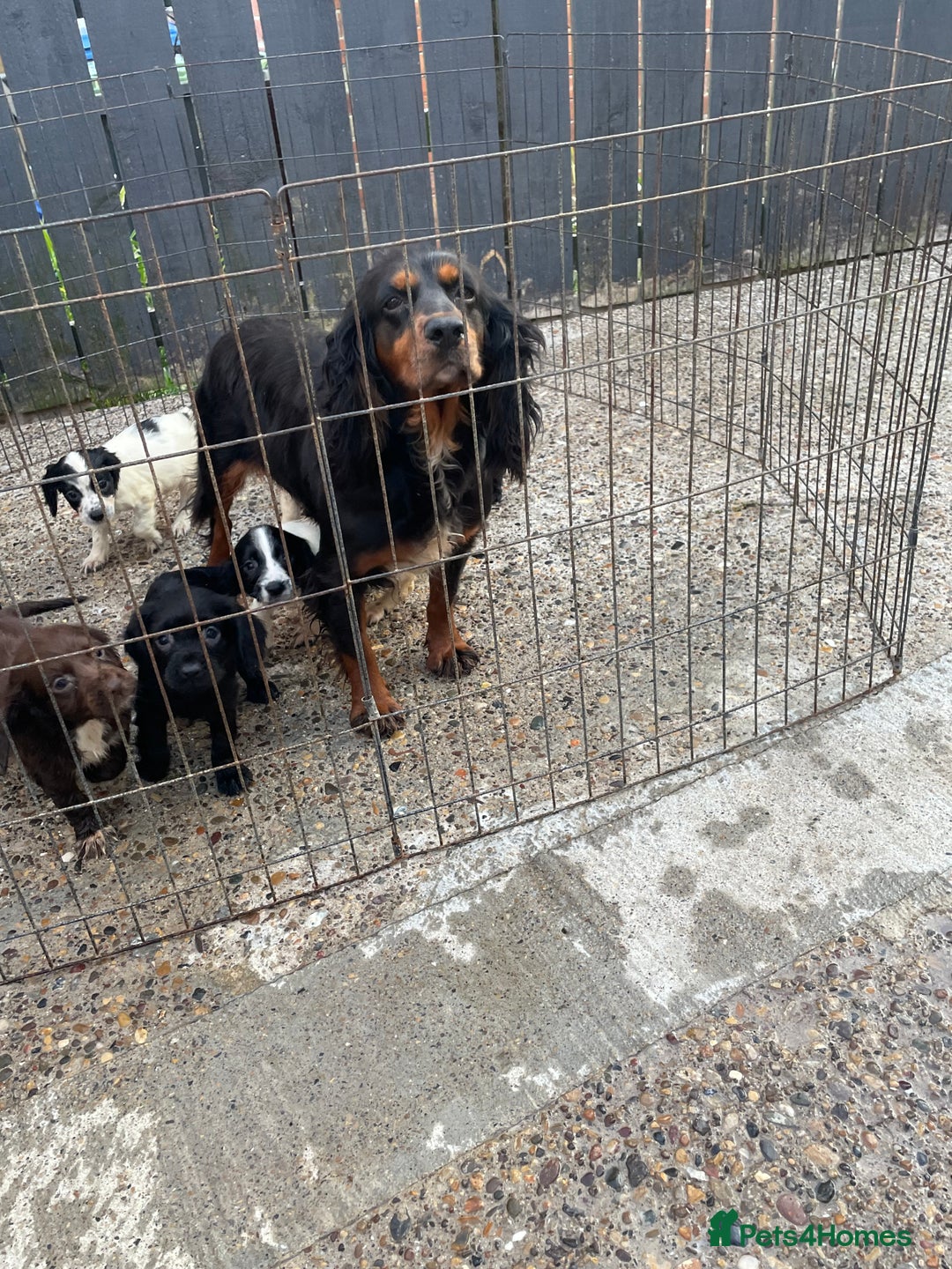 Cocker Spaniel dogs for sale: Cocker spaniel puppies🤩 - Image 12