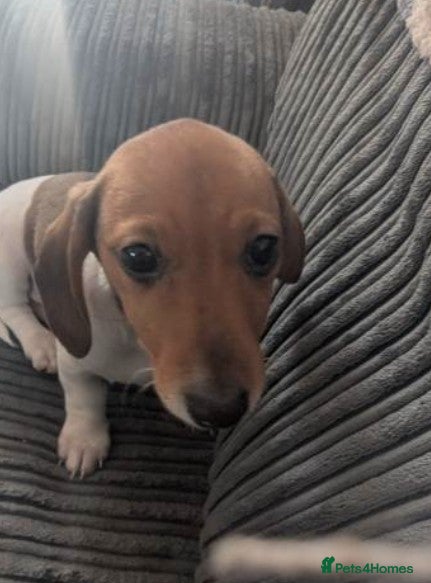 Miniature Dachshund dogs Miniature dachshund  - Advert 17