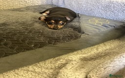 Jack Russell dogs for sale: Jack Russell puppies  - Image 17