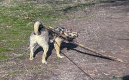 Mixed Breed dogs for adoption: FREYA - Looking for a loving, supportive home. - Image 9