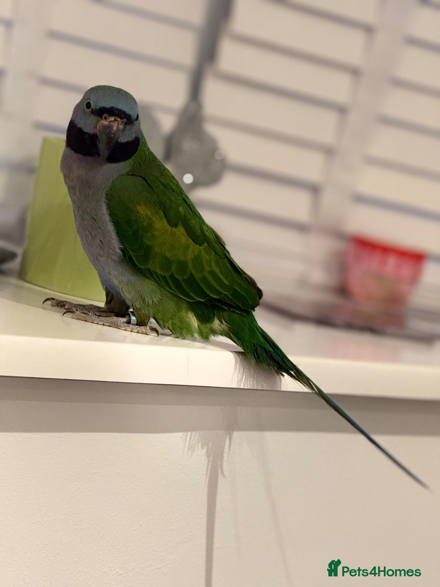 Parrots birds 7 month old Derbyan Parrot  - Advert 5