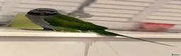 Parrots birds for sale: 7 month old Derbyan Parrot  - Advert 1