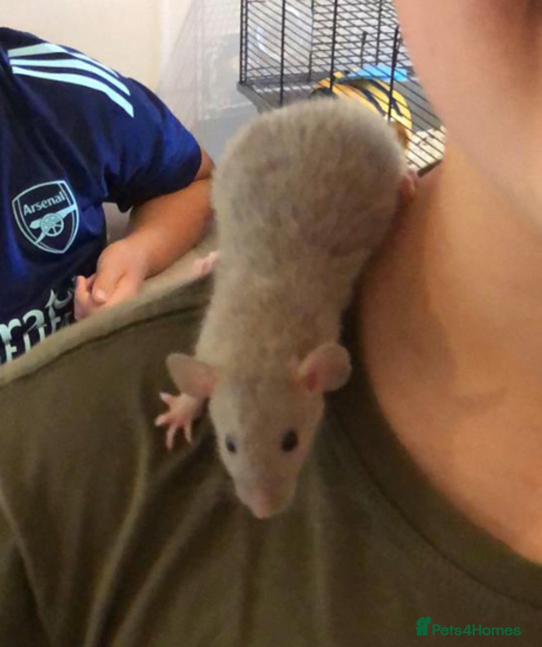 Rat rodents for sale: Female rats  - Image 6