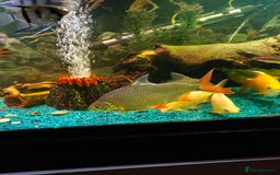 Barbs fish for sale: Large tin foil barbs x4 - Image 2