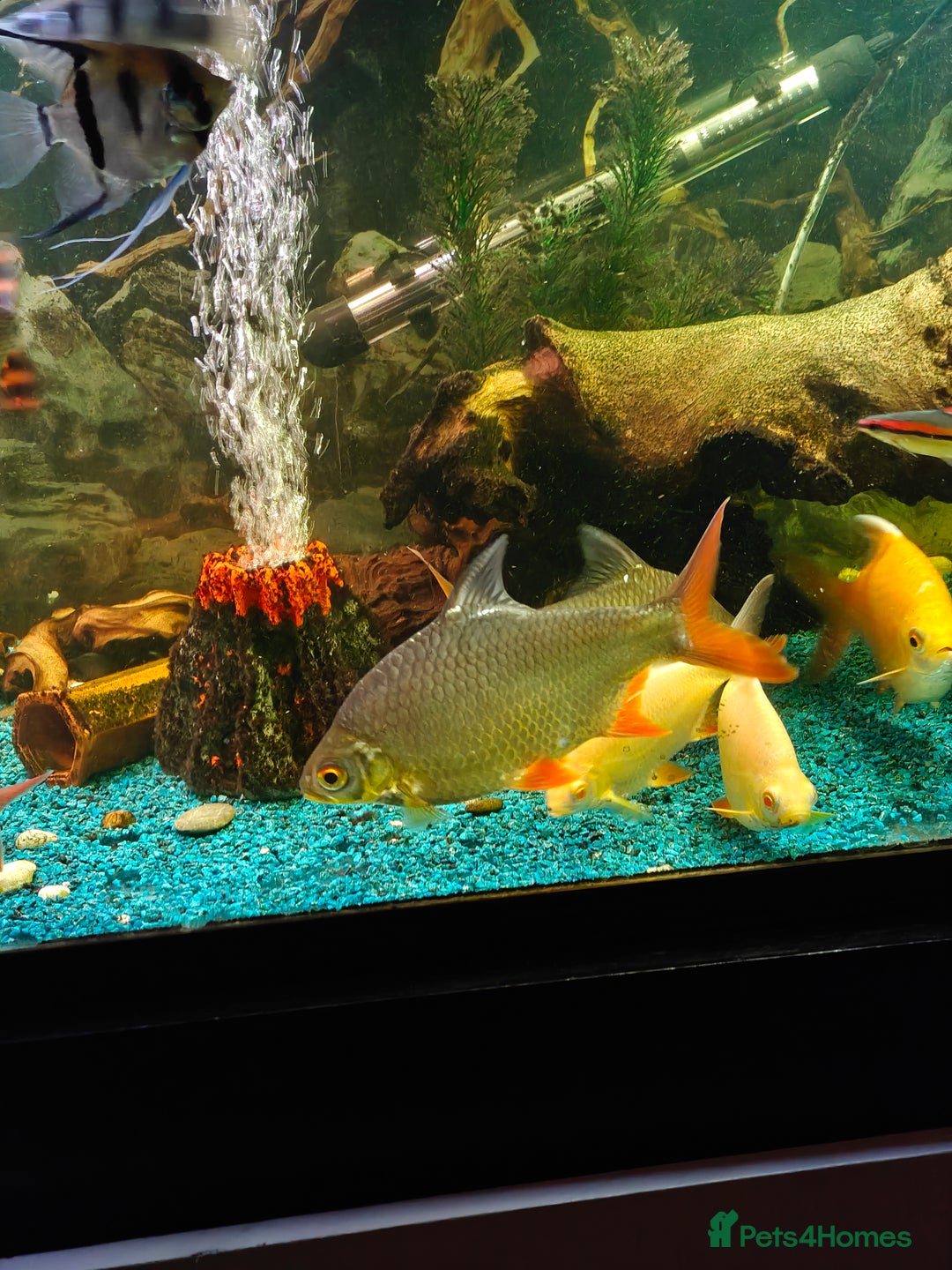 Barbs fish for sale: Large tin foil barbs x4 - Image 2