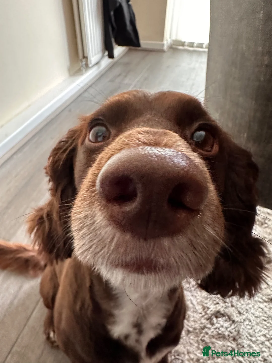 Cocker Spaniel dogs for sale: Phineas - Male Cocker Spaniel - Advert 5