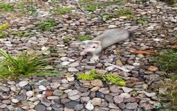 Ferret rodents for sale: 2 litters available sliver mitts and polecats  - Image 1