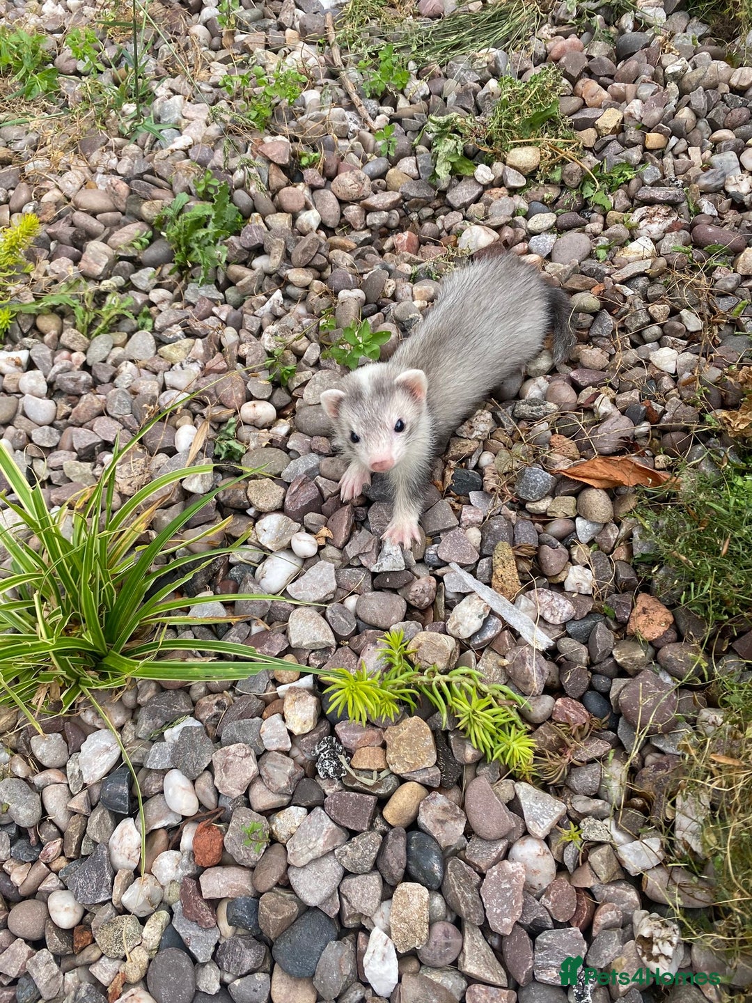 Ferret rodents for sale: 2 litters available sliver mitts and polecats  - Image 1