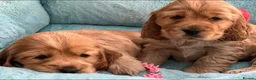 Cocker Spaniel dogs for sale: Gorgeous KC Show Cocker Babies  - Advert 12