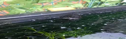 Koi Carp fish for sale: 4× ghost koi 1 sturgeon in Bridgwater - Advert 2