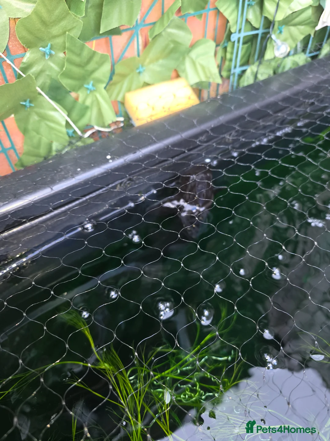 Koi Carp fish for sale: 4× ghost koi 1 sturgeon in Bridgwater - Advert 2