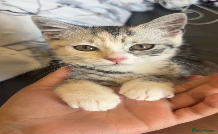 British Shorthair cats - Advert 12