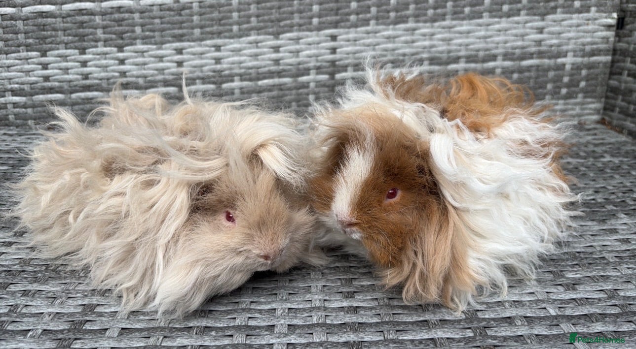 Guinea Pig rodents Purebred Lunkarya - Advert 1