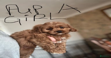 Cavapoo dogs - Advert 3